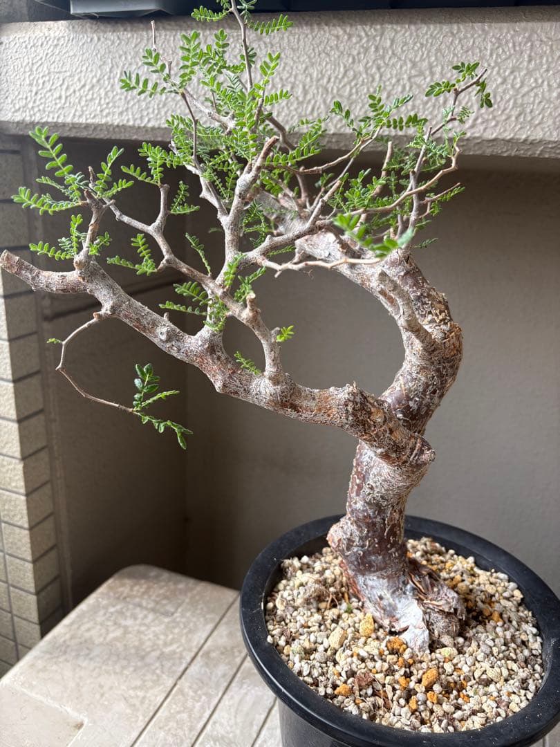 h*7様 【最終価格】コミフォラ モンストローサ 現地球　検）グラキリス　パキプ