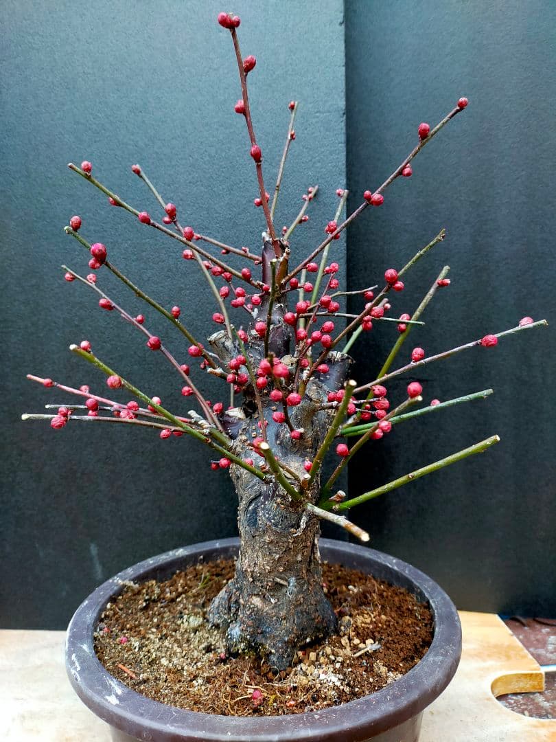 梅盆栽　日光　太幹