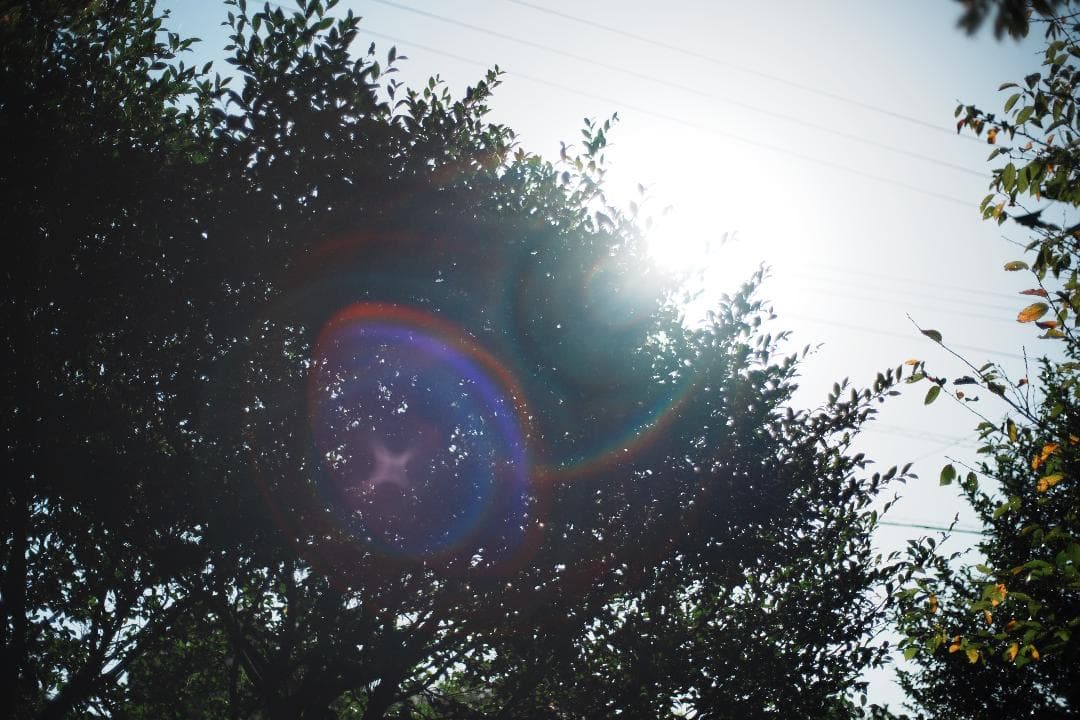 フード付 Carl Zeiss Planar 50mm F1.4 AEJ 703