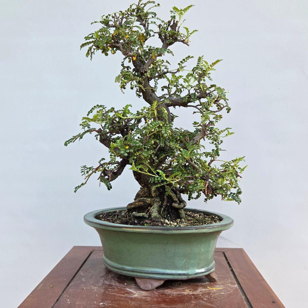 磯山椒　[模様木]　貴風盆栽