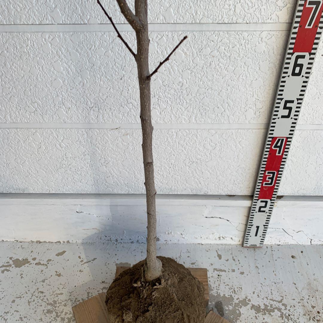 朝倉山椒　アサクラサンショウ　山椒の実　落葉樹　44