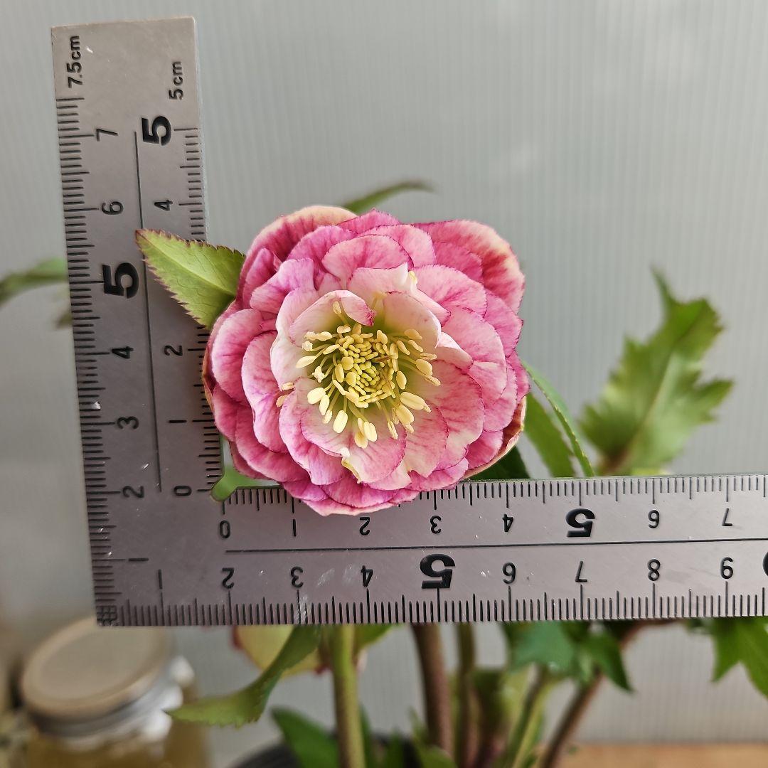 ㉖-374クリスマスローズ