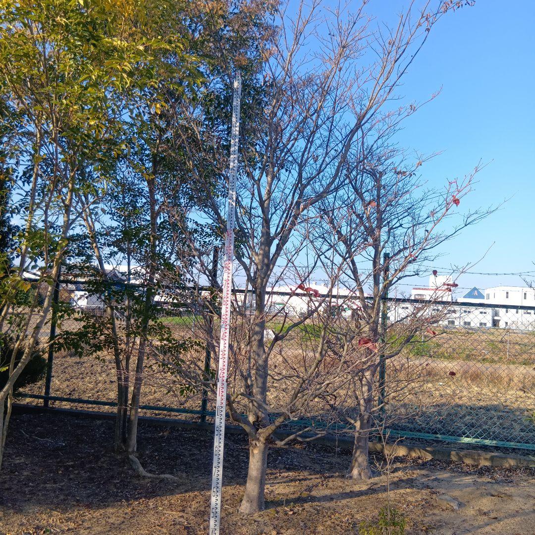 ヤマボウシ（高さ約3.5メイトル）