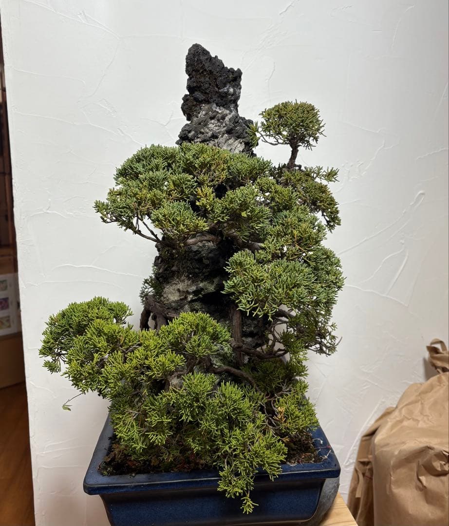 【大阪北部引き取り限定】 真柏　盆栽　石付き