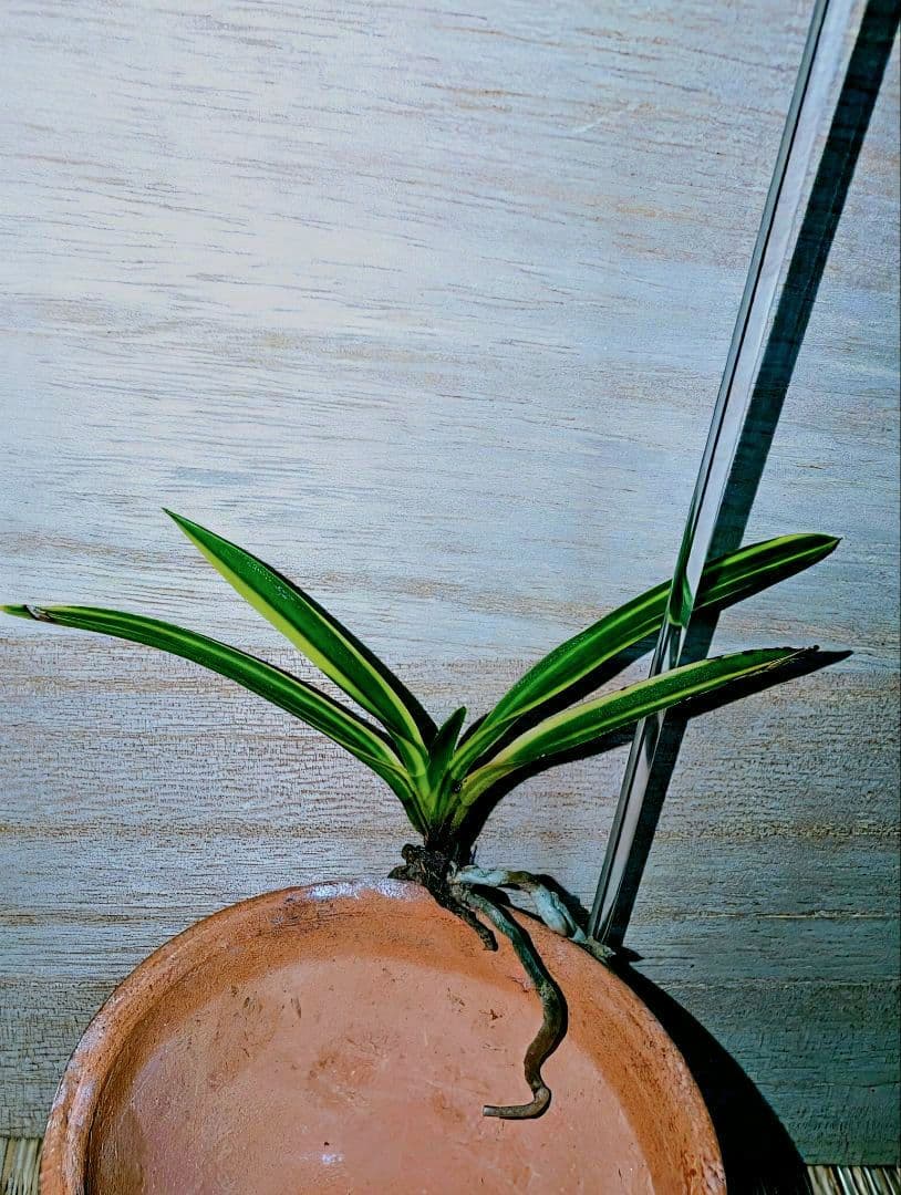 富貴蘭　総ルビー根建国殿縞