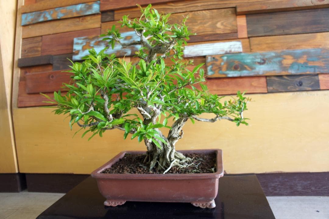 盆栽 『ザクロ』 和風 インテリア 観葉植物 園芸 オブジェ 送料無料 b136