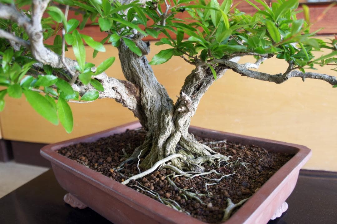 盆栽 『ザクロ』 和風 インテリア 観葉植物 園芸 オブジェ 送料無料 b136