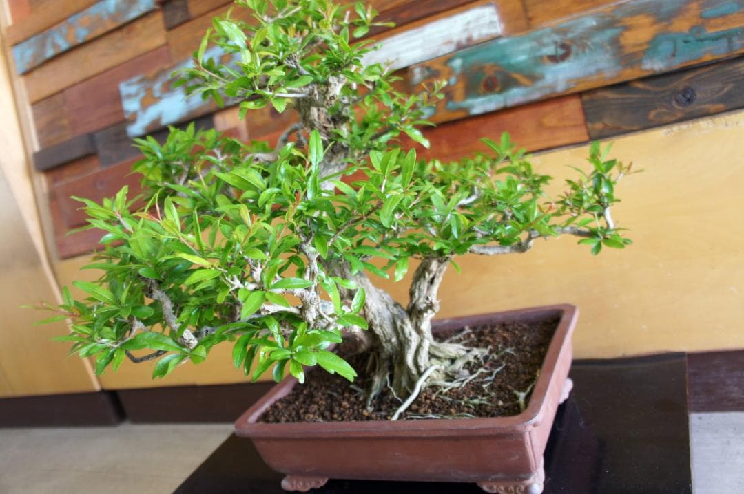 盆栽 『ザクロ』 和風 インテリア 観葉植物 園芸 オブジェ 送料無料 b136