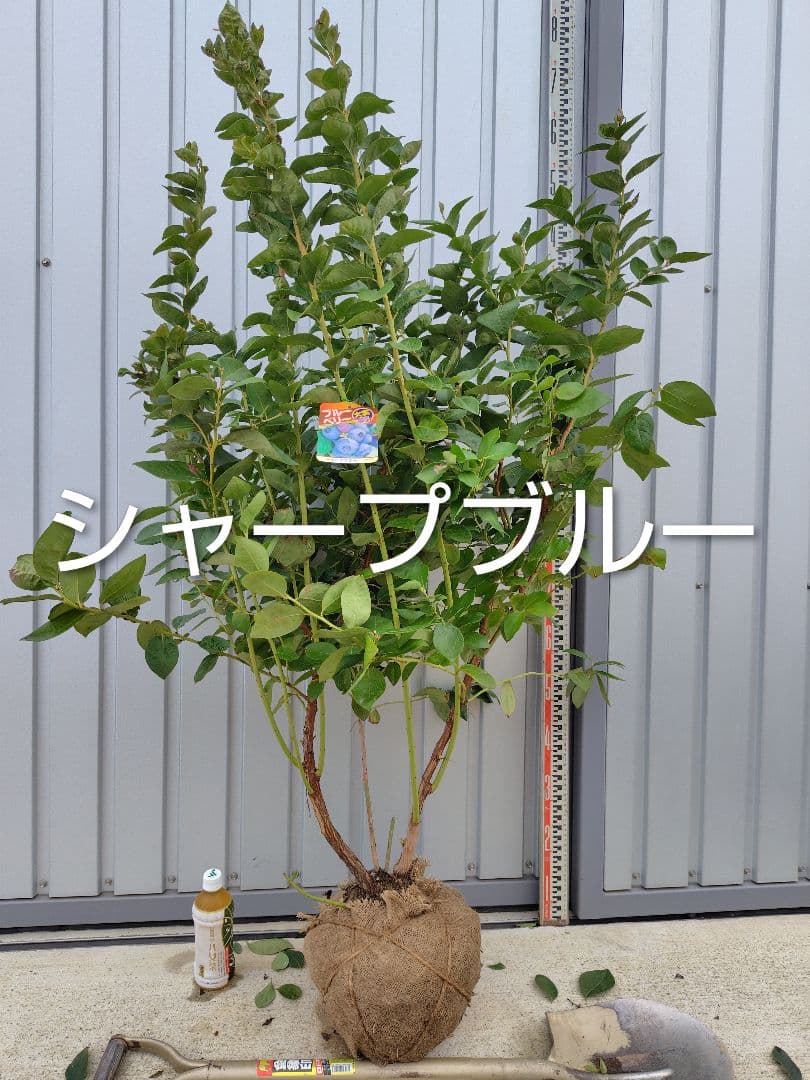 ブルーベリー苗ミスティ＆シャープブルー大苗2本セット