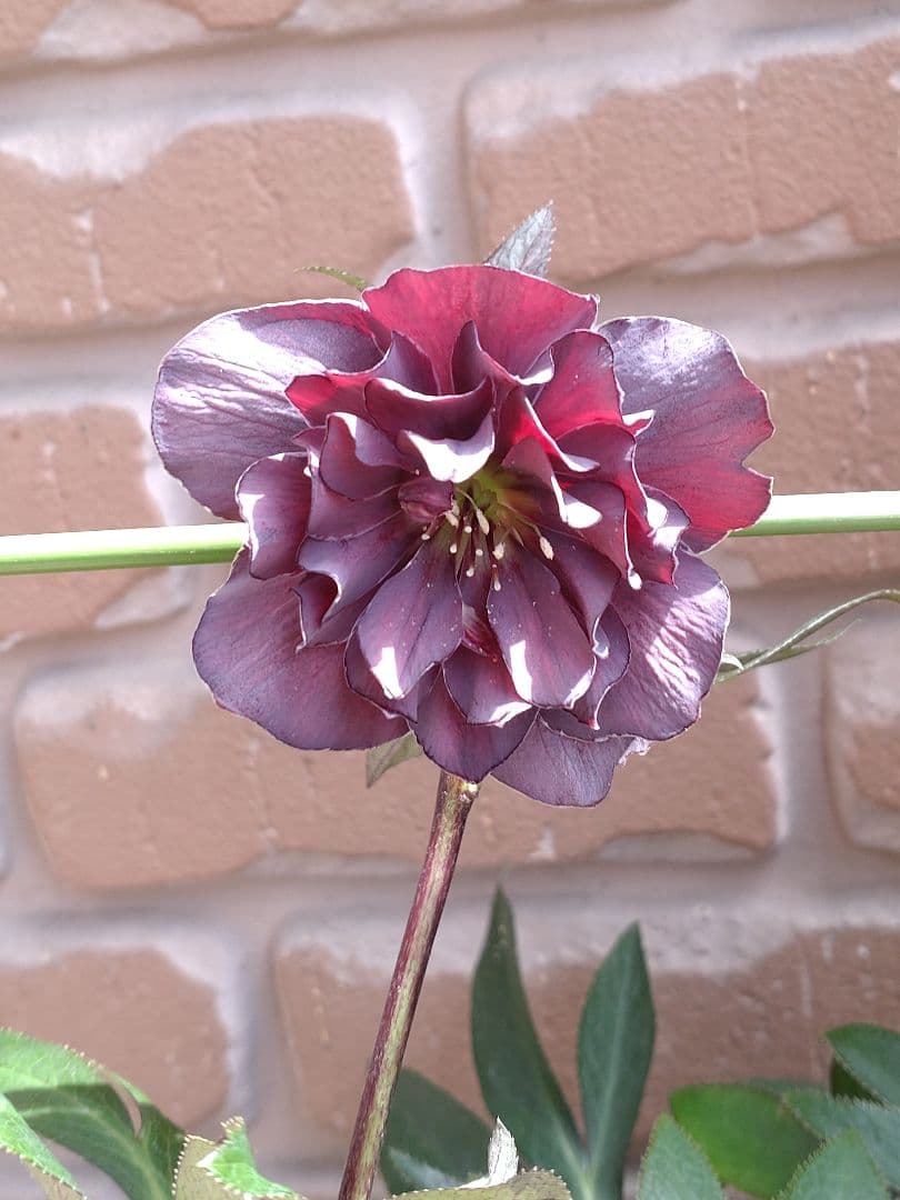 広瀬園芸✨スレートパープル✨ダブル♥クリスマスローズ✨来季用