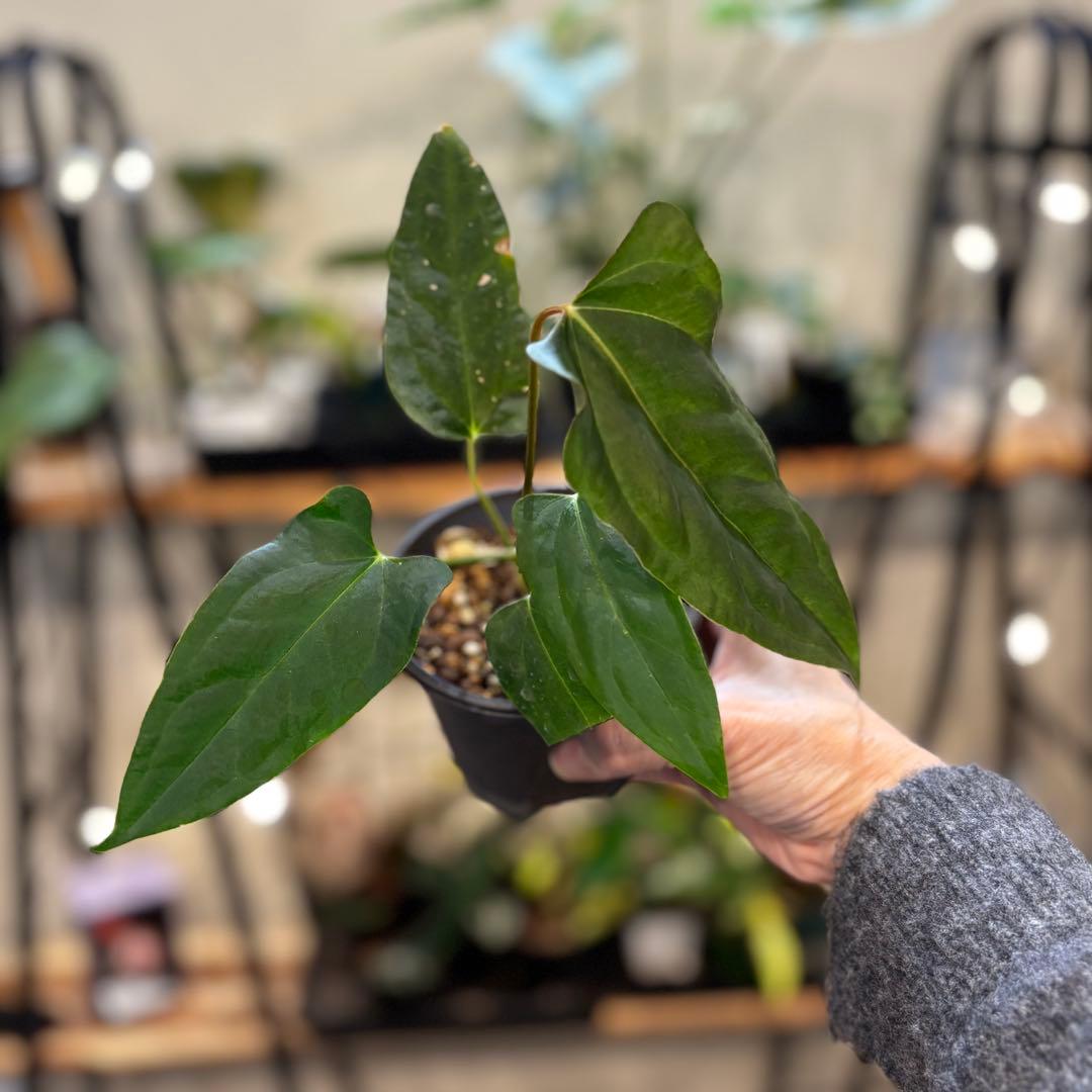 K*N様 33 アンスリウム　ポルティラエ×パピリラミナムRL