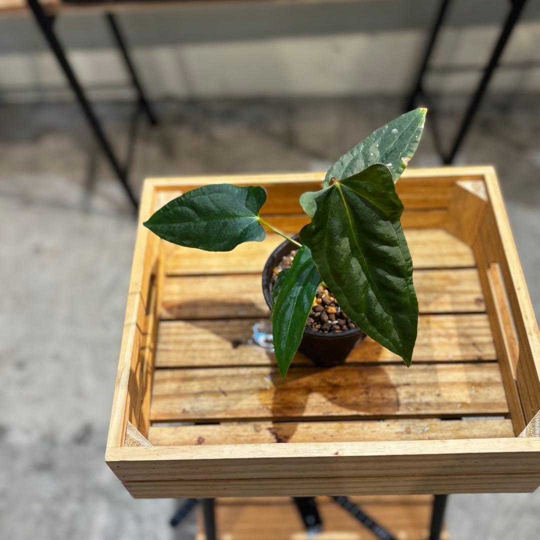 K*N様 33 アンスリウム　ポルティラエ×パピリラミナムRL