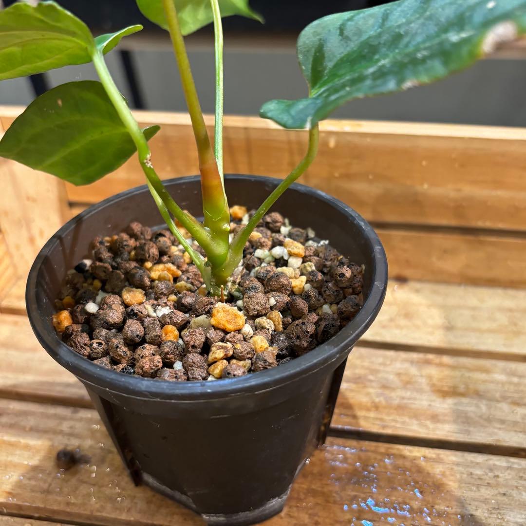 K*N様 33 アンスリウム　ポルティラエ×パピリラミナムRL