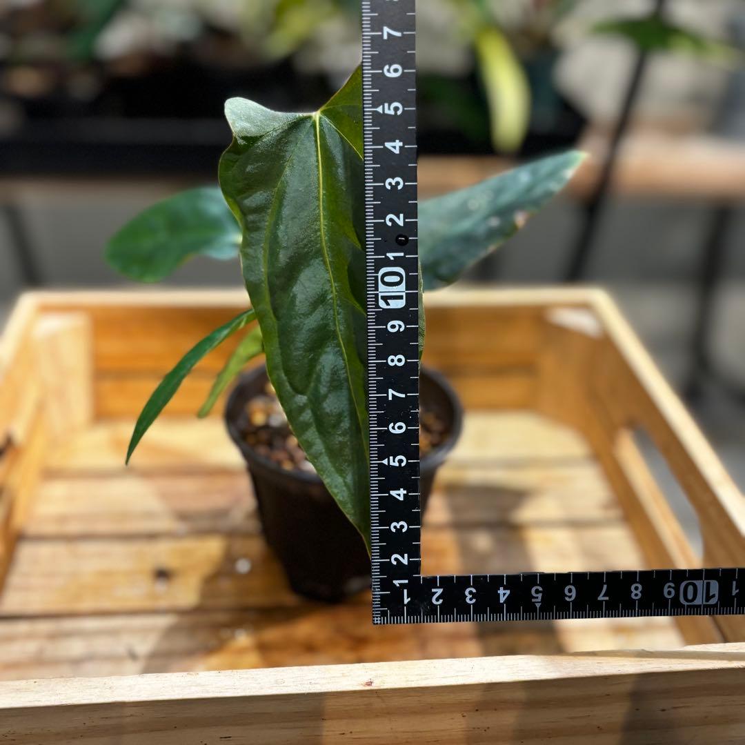 K*N様 33 アンスリウム　ポルティラエ×パピリラミナムRL