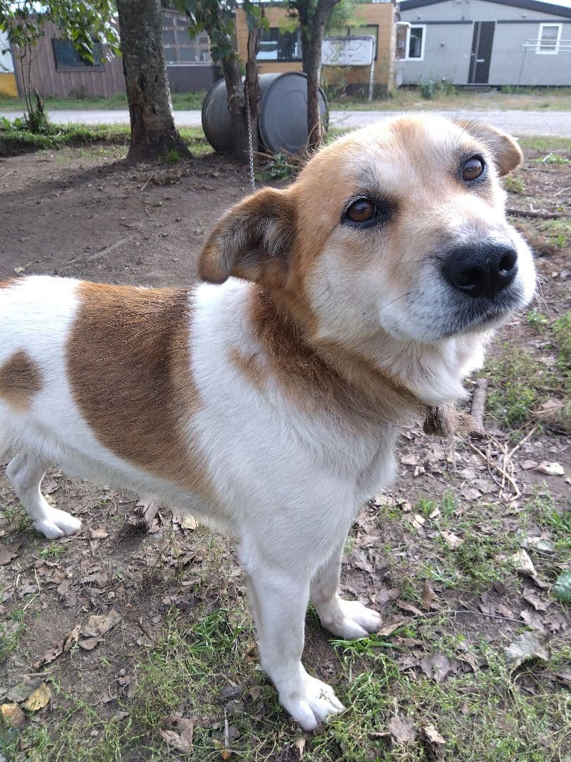 アキレス腱ジャーキー500g サワディーカー様　無添加　無着色