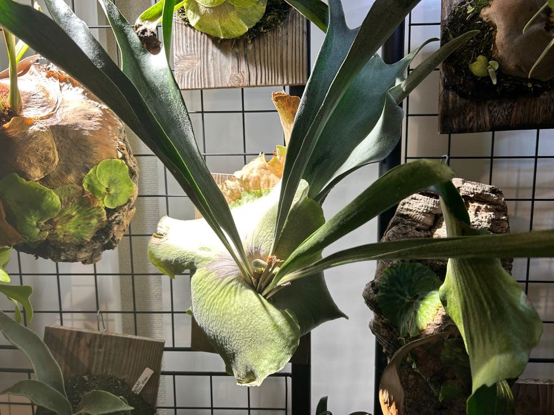 ビカクシダ アルキコルネ　変異株　Vフォーム　子株