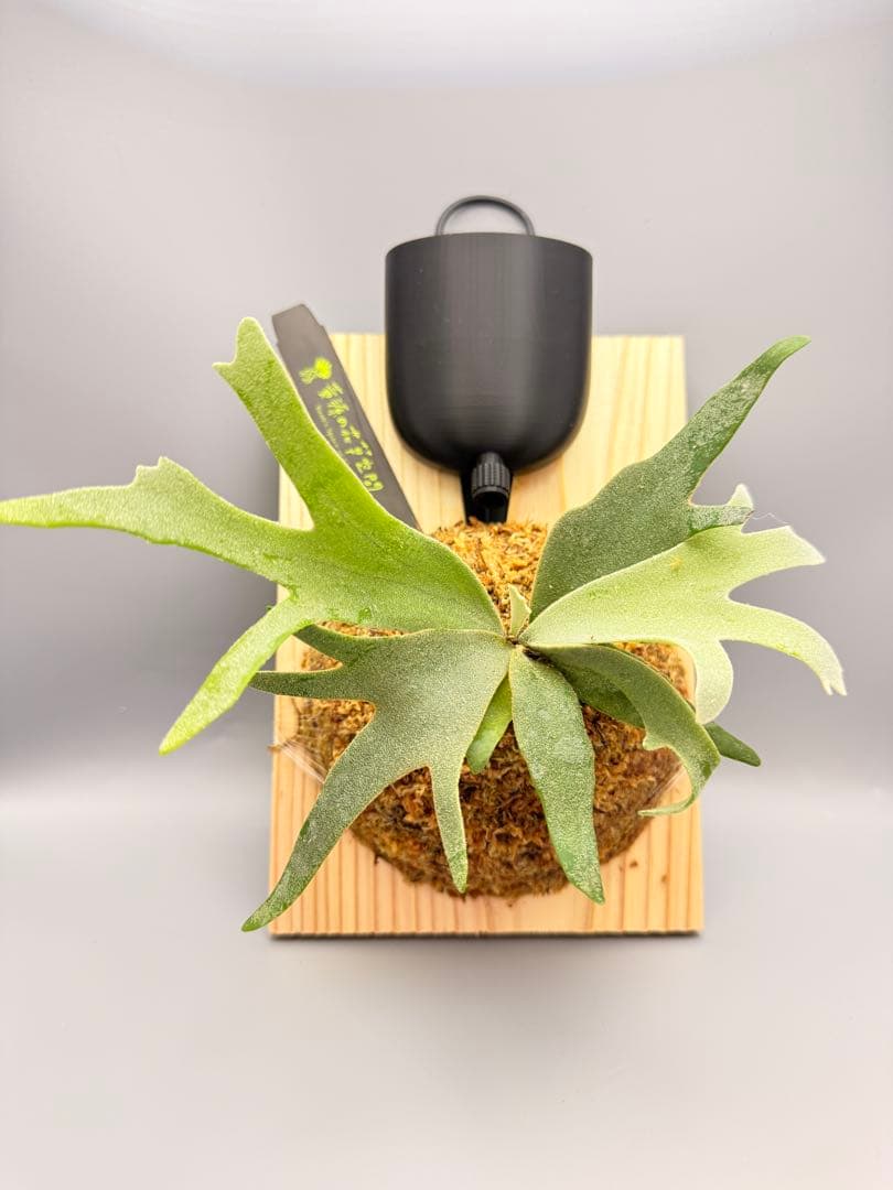 goul4711　ビカクシダGolden Boy sporeドワーフ特選