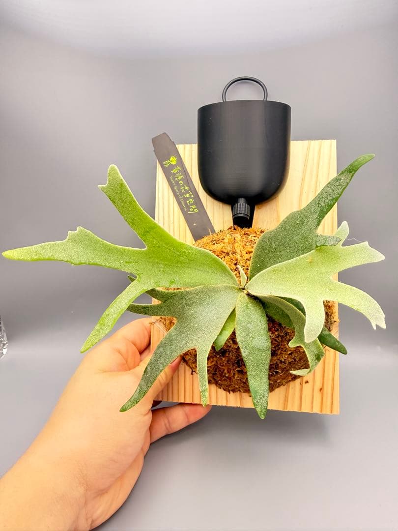 goul4711　ビカクシダGolden Boy sporeドワーフ特選