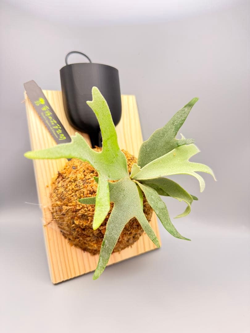 goul4711　ビカクシダGolden Boy sporeドワーフ特選