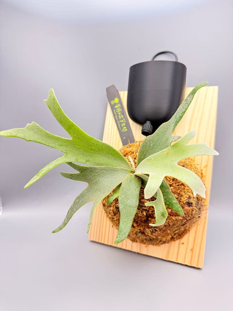 goul4711　ビカクシダGolden Boy sporeドワーフ特選