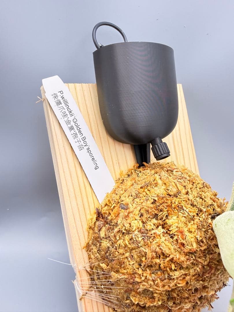 goul4711　ビカクシダGolden Boy sporeドワーフ特選