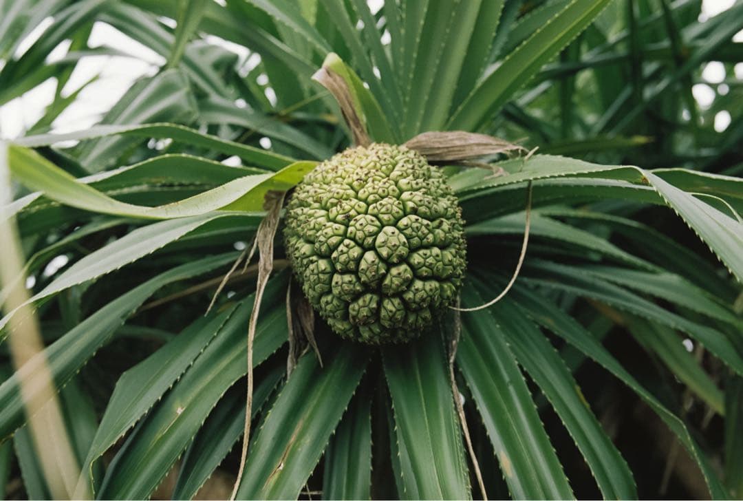 Canon EOS-1v フィルムカメラ