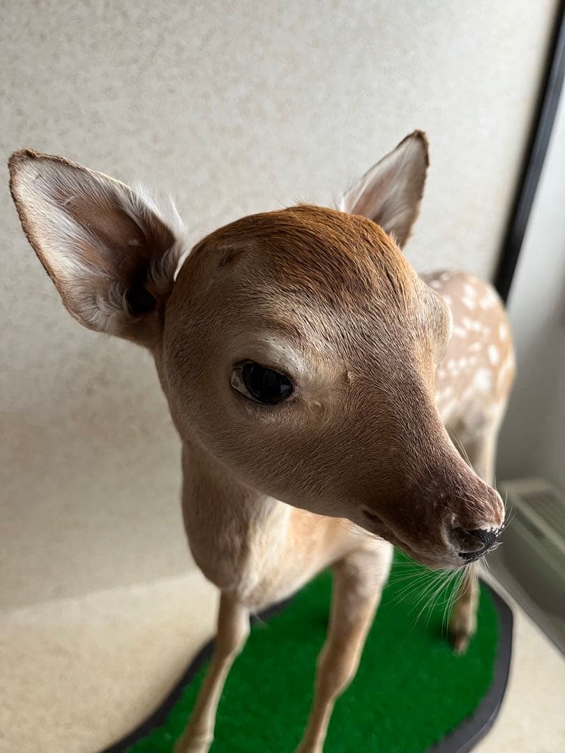 小鹿　子鹿　剥製　北海道より