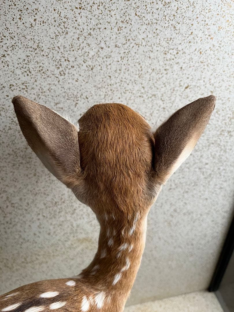 小鹿　子鹿　剥製　北海道より