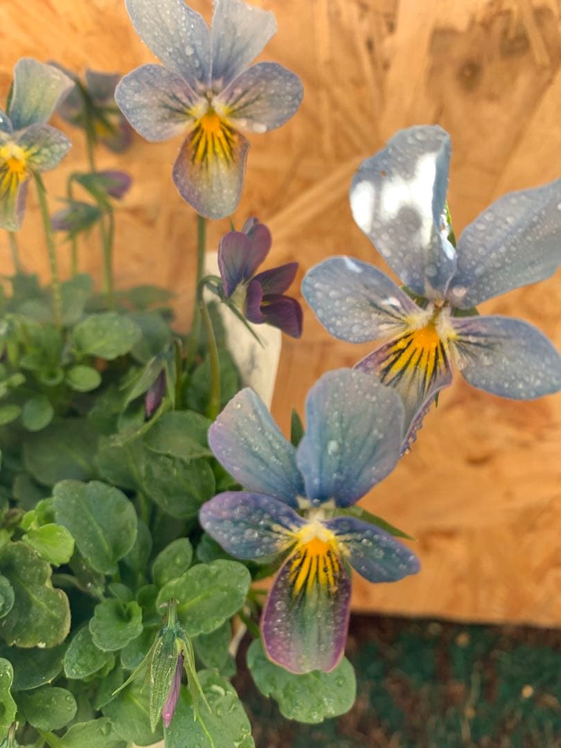 すみれ図鑑　1苗　no I