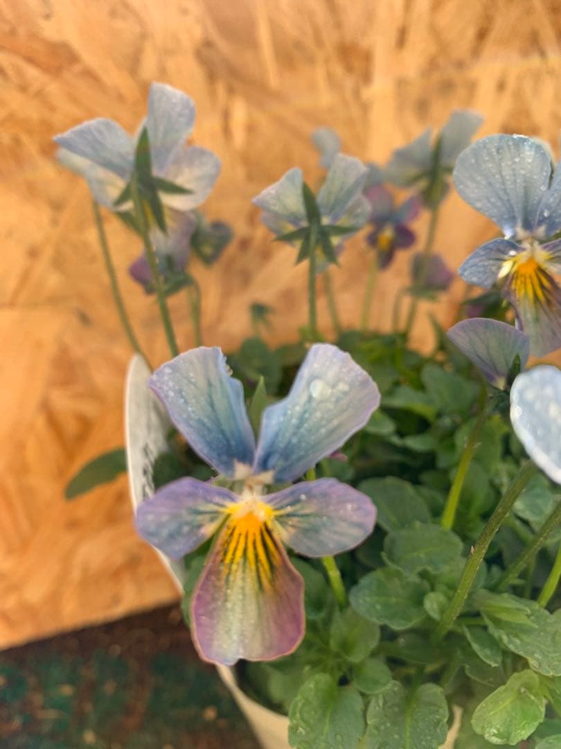 すみれ図鑑　1苗　no I