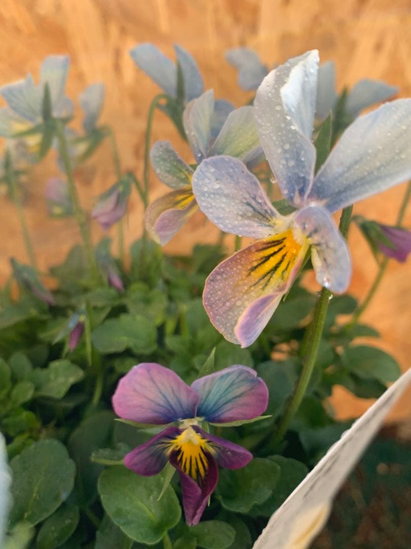 すみれ図鑑　1苗　no I