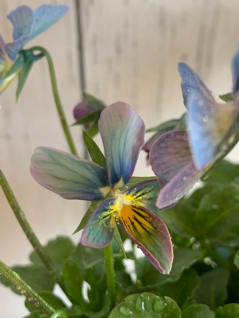 すみれ図鑑　1苗　no I