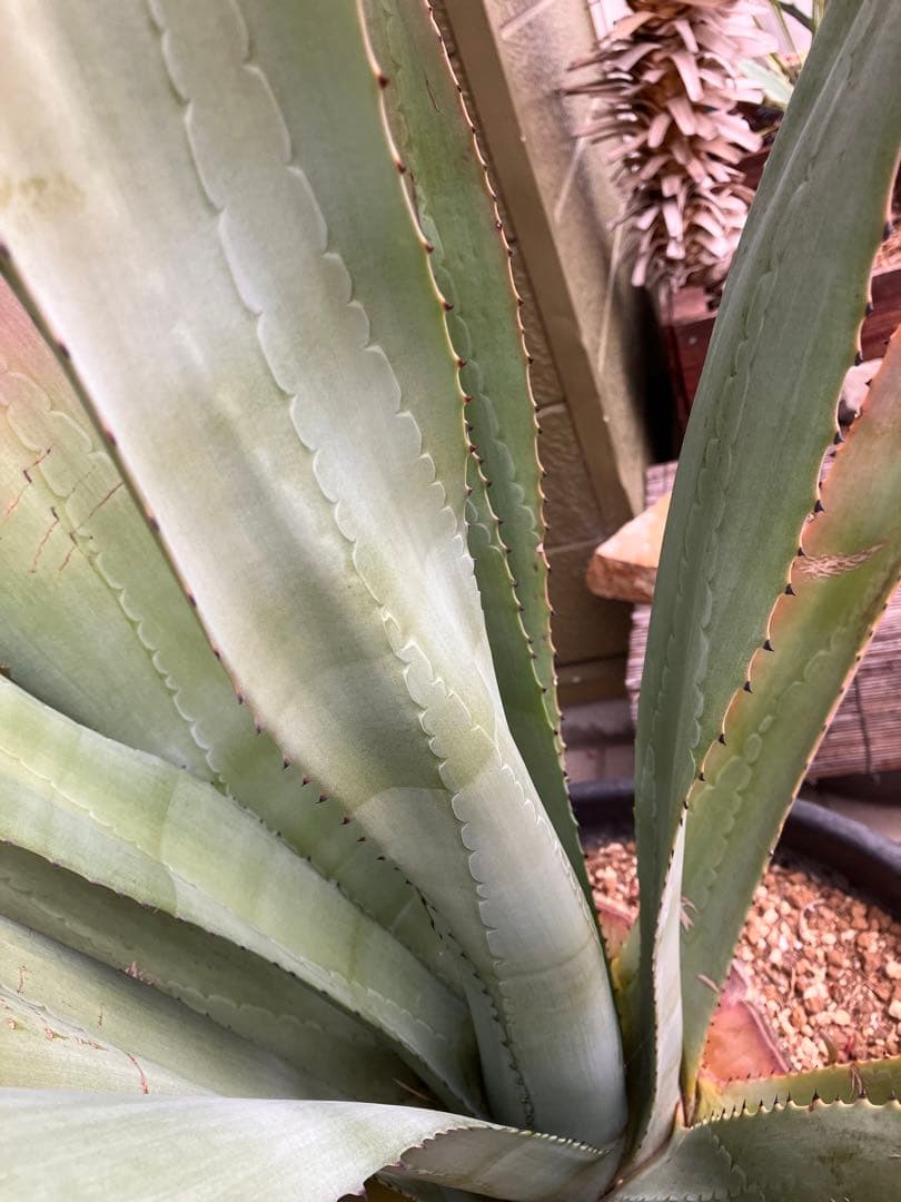 アガベ アメリカーナ アオノリュウゼツラン　大株 ドライガーデン Agave