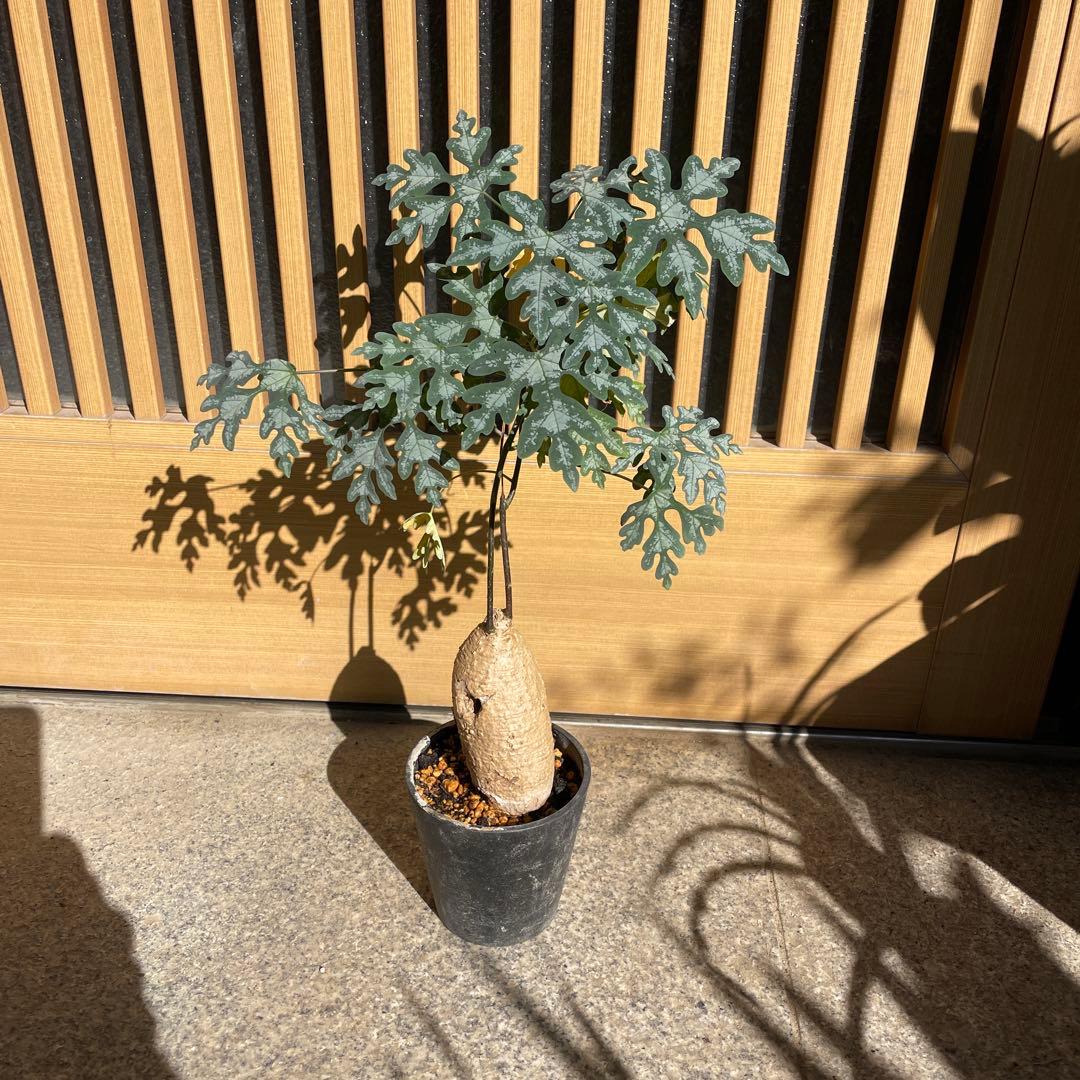 T*m様 アデニア ペリエリ