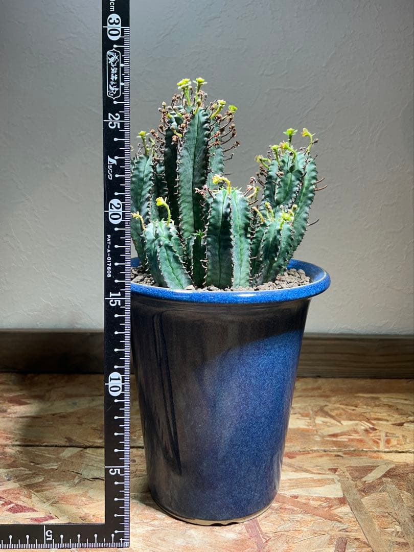 特大　オベサ × バリダ 交配種　陶器鉢のまま発送　ユーフォルビア　コーデックス