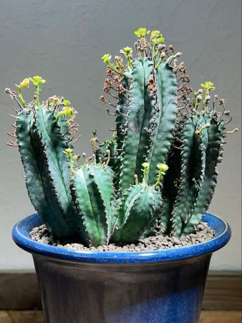 特大　オベサ × バリダ 交配種　陶器鉢のまま発送　ユーフォルビア　コーデックス