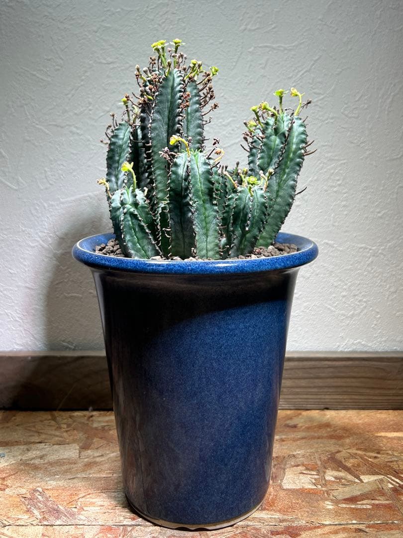 特大　オベサ × バリダ 交配種　陶器鉢のまま発送　ユーフォルビア　コーデックス