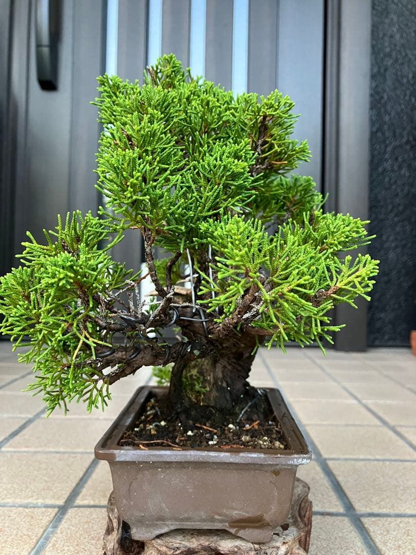 ◉超大特価！ 真柏糸魚川 超極太　極上品　究極の逸品！超お勧め品　早いもの勝ち