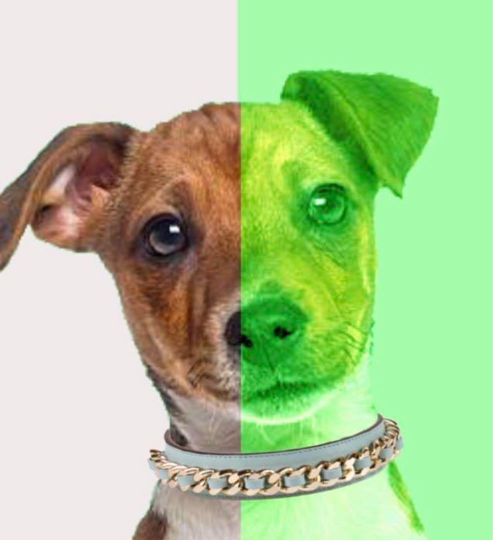 frida Firenze 犬の首輪　犬　ペット　散歩　レザー　赤