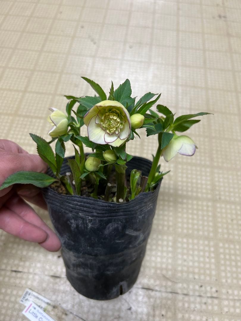 リトルコレクション Little Collection 加藤農園クリスマスローズ