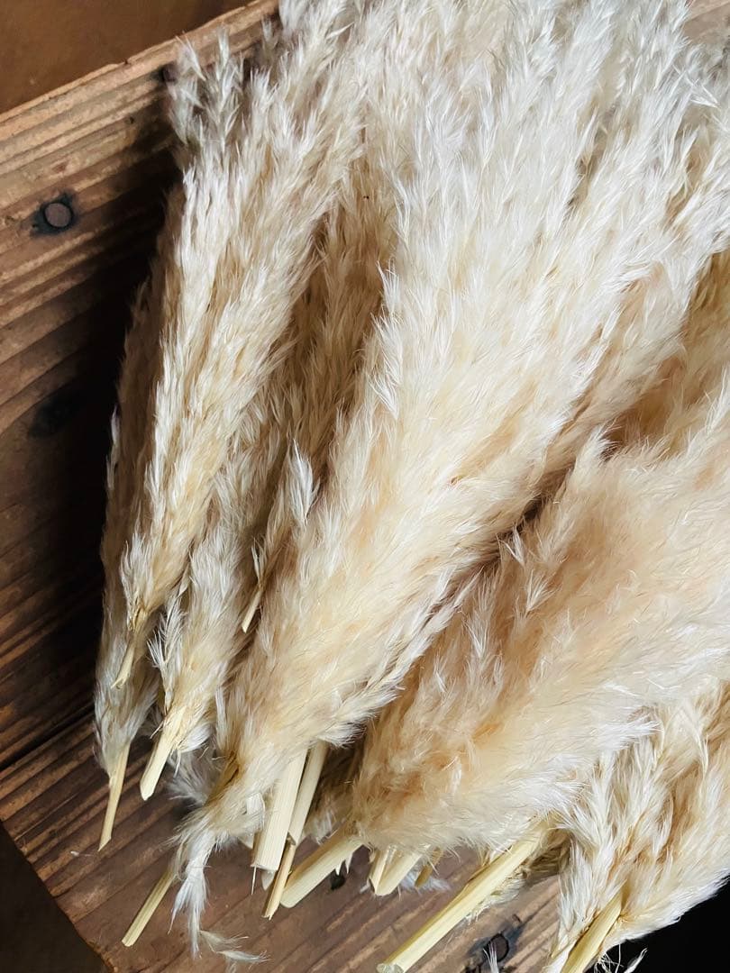 専用ページ　パンパスグラス