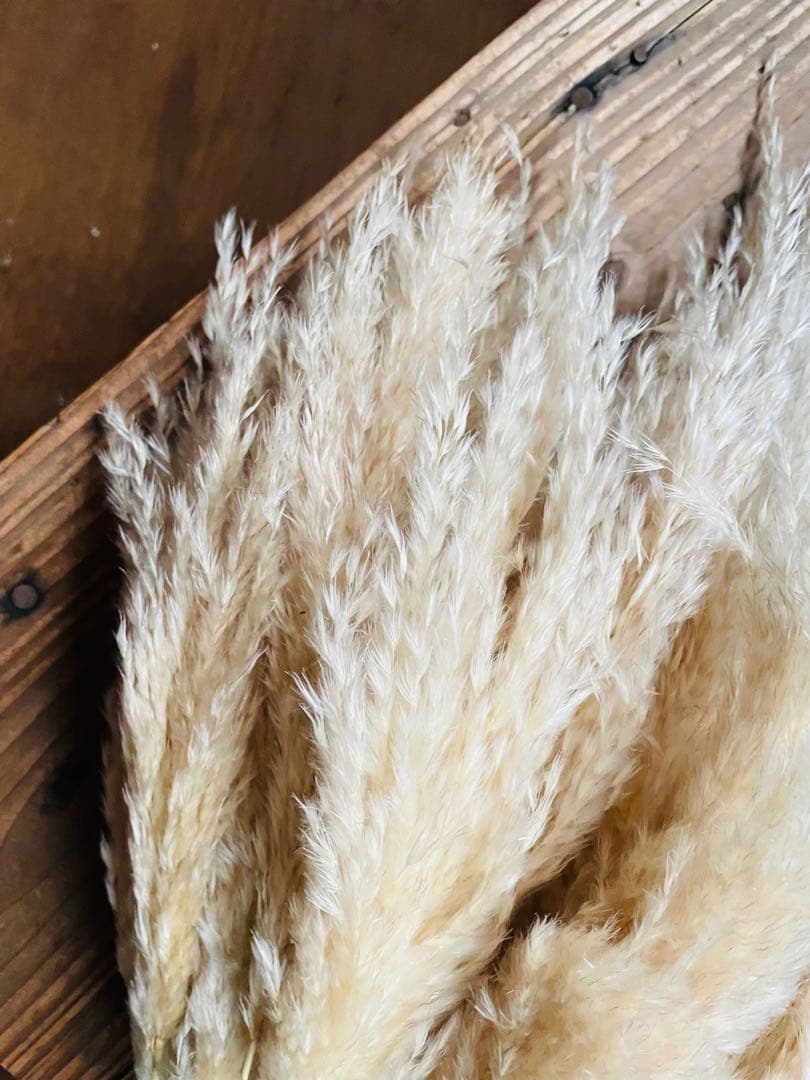 専用ページ　パンパスグラス