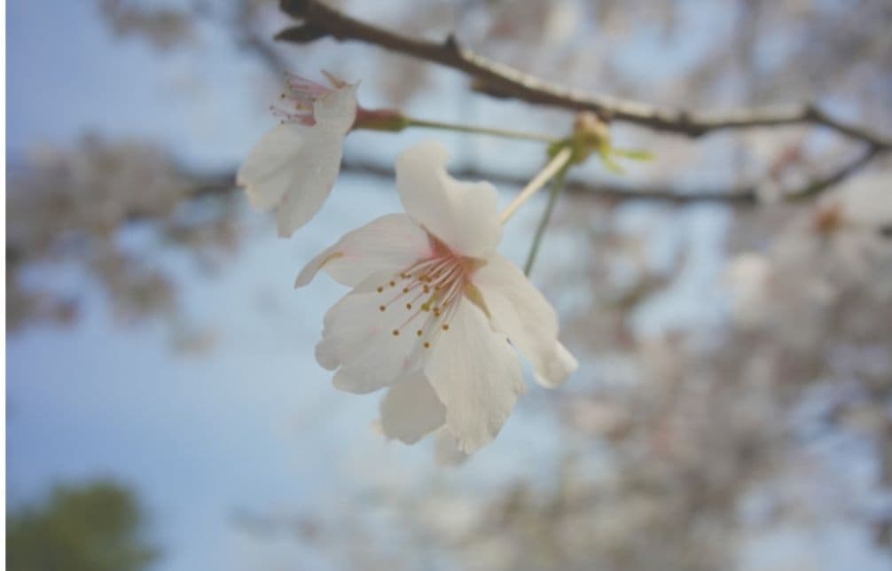 ☆最終値下げ☆ルサール　MP-2 20ｍｍ　f５.6 超希少レンズ