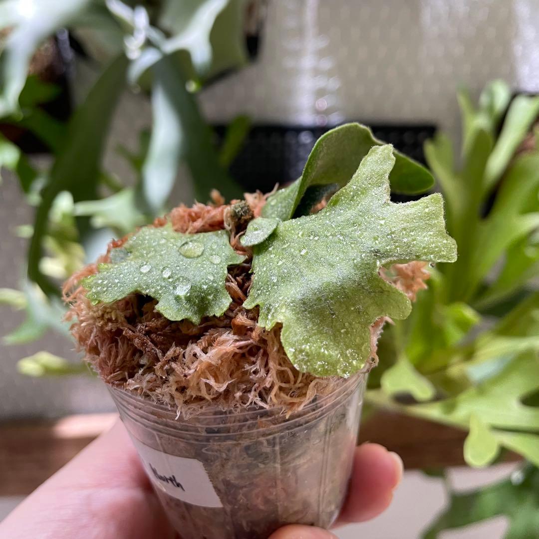 モンキーノース　石化？矮小？株