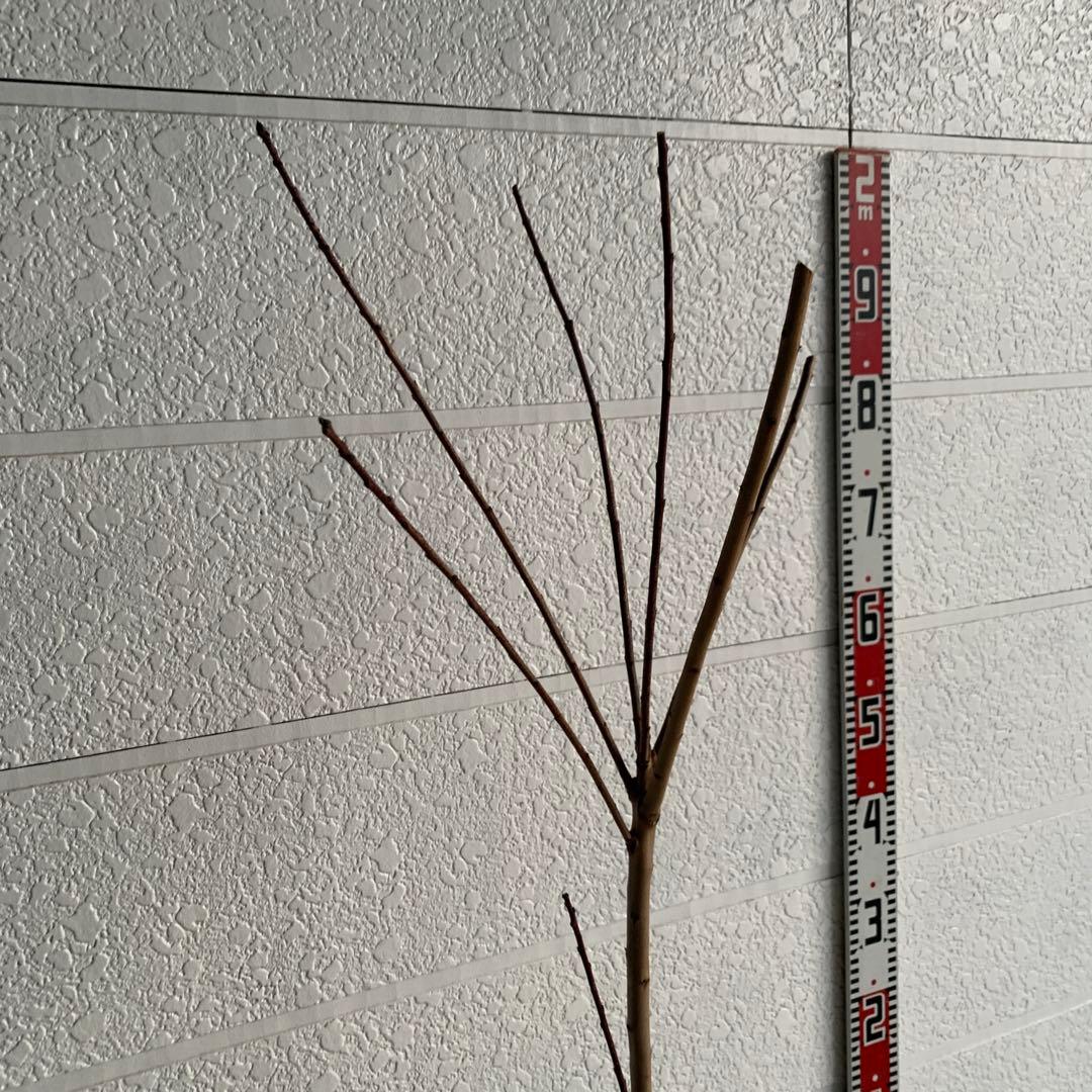 スモークツリー　グレース　雌株　煙の木　苗木　花木　62