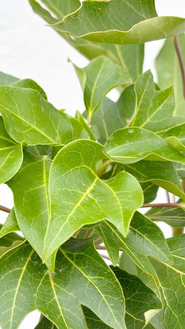 優良株。カクレミノ株立ち1.5M(鉢底から)品番D