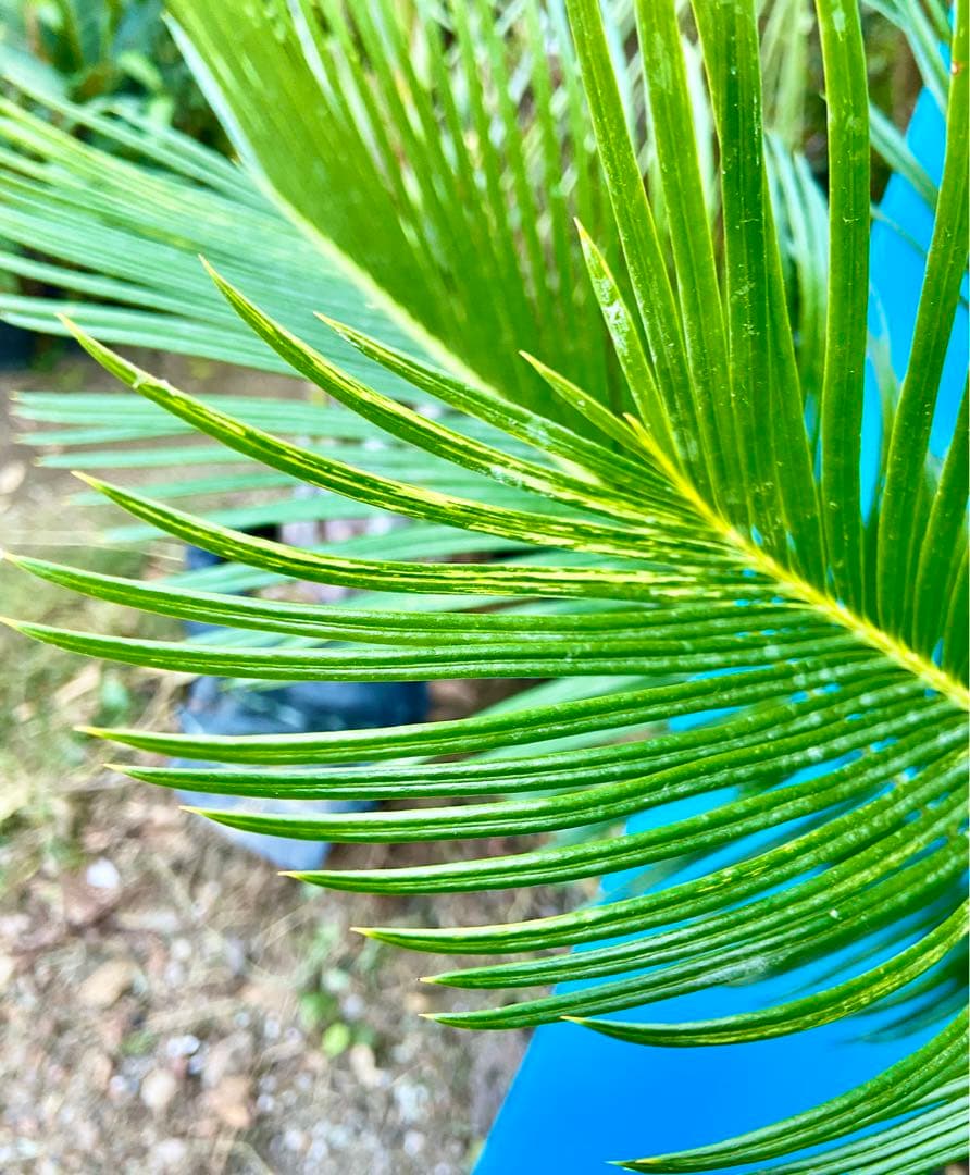 mania☺️様用　斑入りソテツ　【奄美大島】耐寒性