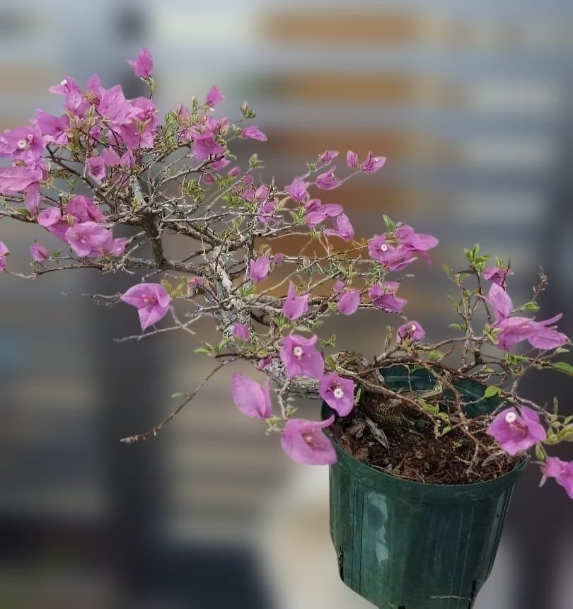 ブーゲンビリア　盆栽用　No12