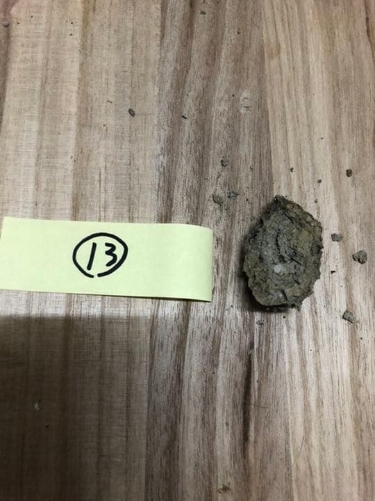 宮沢賢治　バタグルミ化石　土付き