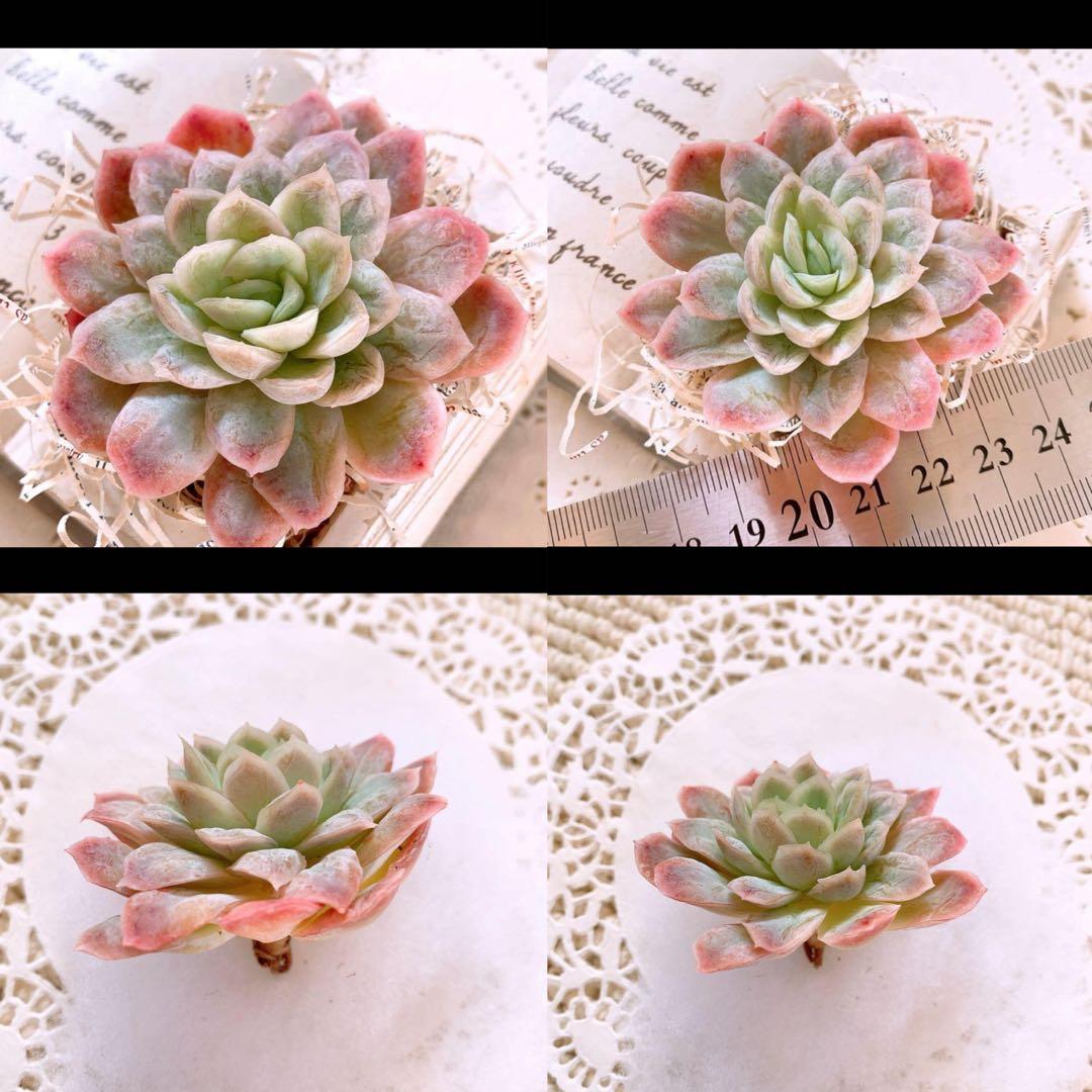 あるちゃん様☆ちび様☆専用です